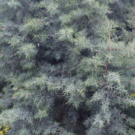 Cupressus glabra v. arizonica ‘Glauca Fastigiata’ – oszlopos ,kék, arizóniai ciprus