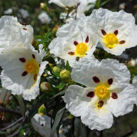 Cistus ladanifer – balzsamos szuhar