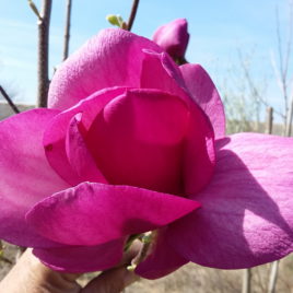 Magnolia x ‘Cleopatra’ – ibolyás színű liliomfa