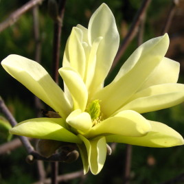 Magnolia x ‘Gold Star’ – Arany Csillag liliomfa