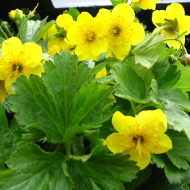 Waldsteinia ternata – berki pimpó