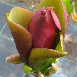 Magnolia x ‘Woodsmann’ – liliomfa különlegesség