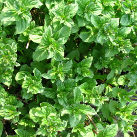 Mentha piperita – borsos menta