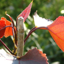 Populus deltoides ‘Fuego’ – vörös lombú nyárfa