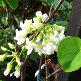 Cercis siliquastrum v.alba – fehér virágú júdásfa