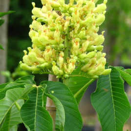 Aesculus flava – amerikai sárga vadgesztenye