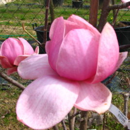 Magnolia x ‘Brixton Belle’ – liliomfa Újdonság!