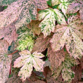 Acer pseudoplatanus ‘Escimo Sunset’ – pettyegetett hegyi juhar