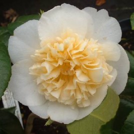 Camelia japonica ‘Brushfield Yellow’ – sárga kamélia