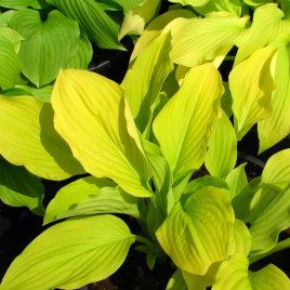 Hosta x ‘Gold Samurai’ – Arany lombú árnylilom