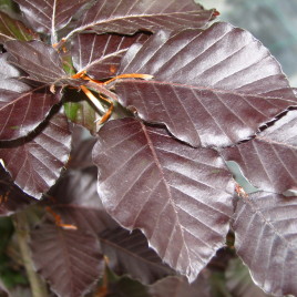 Fagus silvatica f. atropurpurea – vérbükk