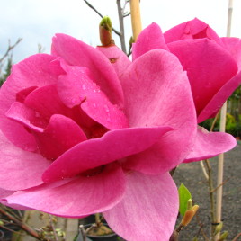 Magnolia x ‘Cleopatra’ – ibolyás színű lilomfa