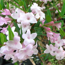 Lonicera syringantha – orgona virágú lonc