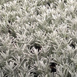 Lavandula X chaytorae ‘Molten Silver’ – ezüst levelű hibrid levendula