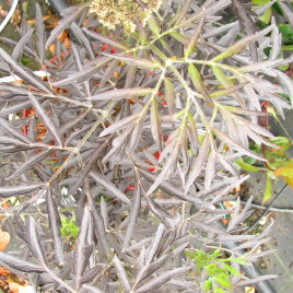 Sambucus nigra ‘Black Lace’ – Bordó, szeldelt levelű bodza