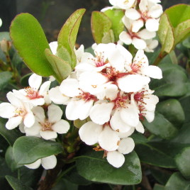 Raphiolepis indica – “indián”galagonya