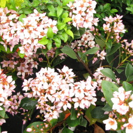 Raphiolepis x delacourii ‘Coates Crimson’ – rózsaszín hibrid ” indián” galagonya