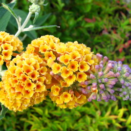 Buddleia x Sungold’ – sárga virágú nyári orgona