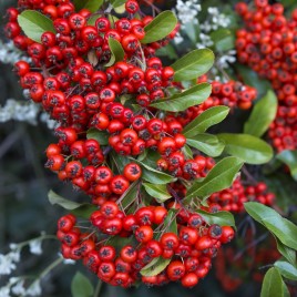 Pyracantha x ‘Darts Red’ – vérvörös tűztövis