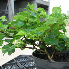 Tilia cordata ‘Monto’ – miniatűr “bonsai’ hárs