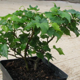 Tilia cordata ‘Komsta’ – miniatűr kislevelű hárs ÚJDONSÁG!