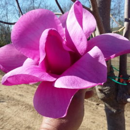 Magnolia x ‘Purple Sensation’- liliomfa