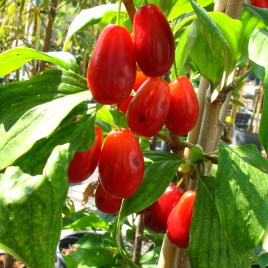 Cornus mas ‘Macrocarpa’ – nagy termésű húsos som