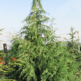 x Cupressocyparis notabilis ‘Márta’ – Hamvas hibrid ciprus
