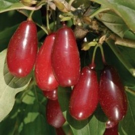 Cornus mas ‘Red Star’ – nagy gyümölcsű som. Új fajta!