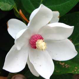 Magnolia sieboldii – nyári virágzású liliomfa