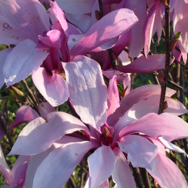 Magnolia x liliflora ‘Betty’ – liliomfa