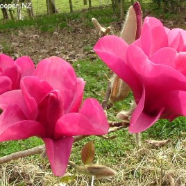 Magnolia x ‘Purple Sensation’- liliomfa