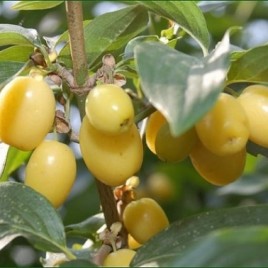 Cornus mas ‘Jantarnyj’ – sárga gyümölcsű húsos som
