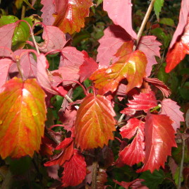 Viburnum dentata ‘Blue Muffin’ – fogas levelű bangita, ÚJDONSÁG!