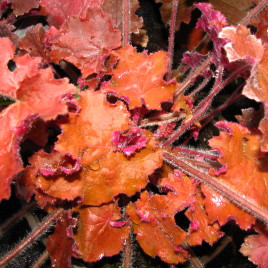 Heuchera hibridek – színes lombozatú tűzeső fajták