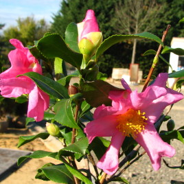 Camelia sasanqua ‘Cleopatra’ – téli virágzású kamélia