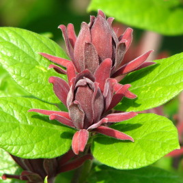 Calycanthus floridus – Illatos fűszercserje