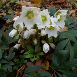 Helleborus niger – fekete hunyor