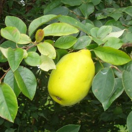 Pseudocydonia sinensis – kínai hamisbirs