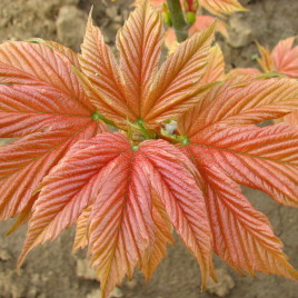 Acer pseudoplatanus ‘Pink Pugget ‘ – rózsás hegyijuhar