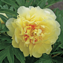 Paeonia x ITOH hibrid ‘Bartzella’