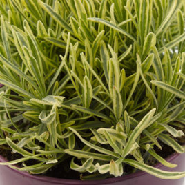Lavandula angustifolia ‘ Platinium Blond’ – csíkos levelű levendula
