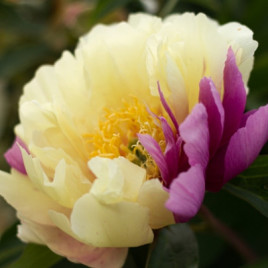 Paeonia x ‘Lemon Dream’ – Itoh hibrid pünkösdirózsa Új!