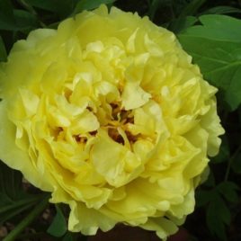 Paeonia x ITOH hibrid ‘Yellow Crown’ – hibrid pünkösdirózsa ÚJDONSÁG!