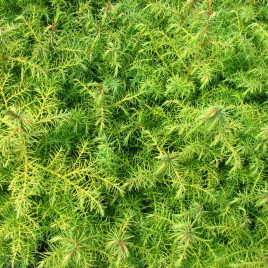 Cryptomeria japonica ‘Elegans Viridis’ – japánciprus (Szugi fenyő)