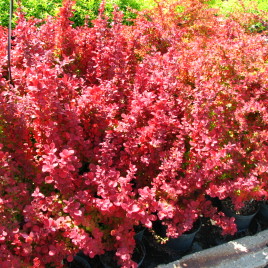 Berberis thumbergii ‘Red Rocket’ – oszlopos, narancsvörös borbolya