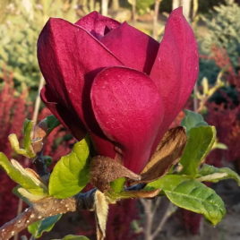 Magnolia x Genei – Zseni liliomfa Újdonság.