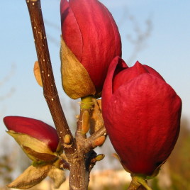 Magnolia x Genei – Zseni liliomfa Újdonság.