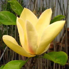 Magnolia brookliniensis ‘Sunspire’ – sárga virágú, karcsú liliomfa ÚJDONSÁG!