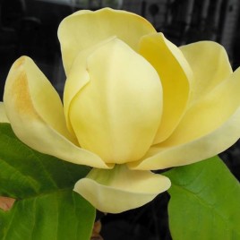 Magnolia x ‘ Honey Tulip’ – Méz Tulipán liliomfa ÚJDONSÁG!